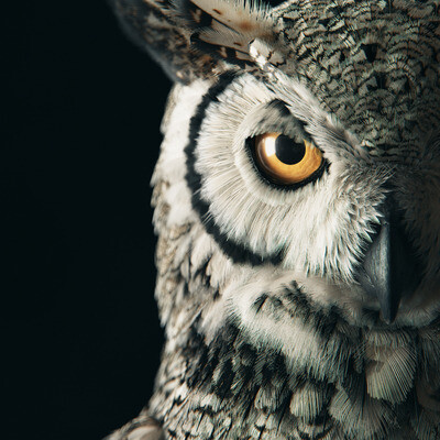 Subarctic Great Horned Owl