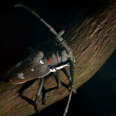 The Capricorn beetle