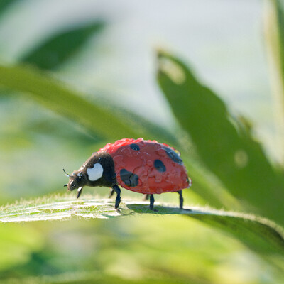 ladybug