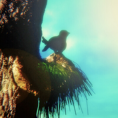 Bird