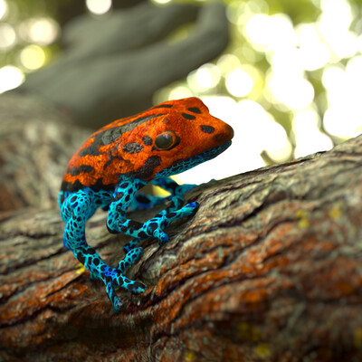 Ranitomeya reticulatus