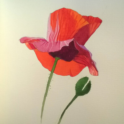 Papaver rhoeas