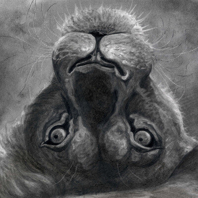 Lioness' glance