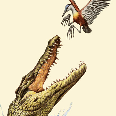 Crocodile and yakana