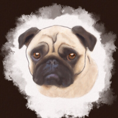 pug dog