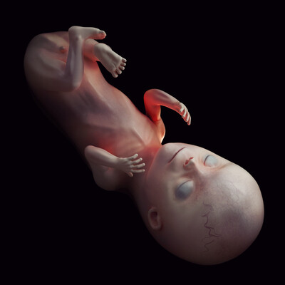 Fetus at week 12