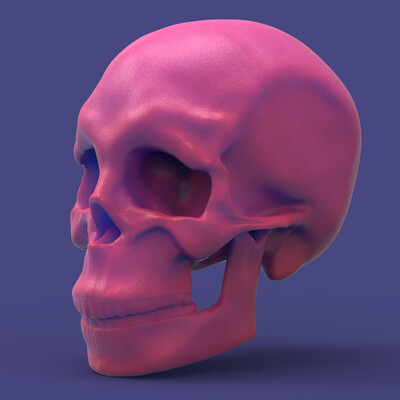Study scull