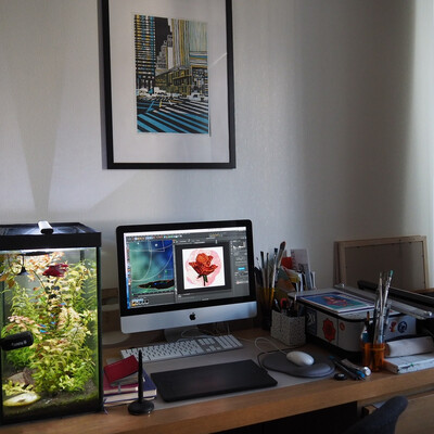 Looking for inspiration from the fish