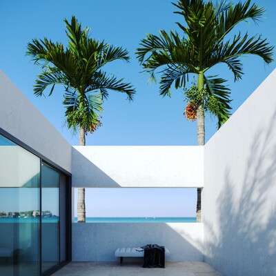 palms