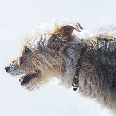 Exterrier