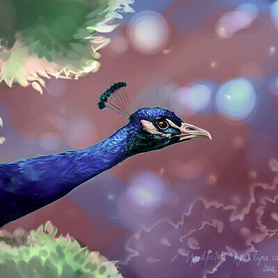 Peacock