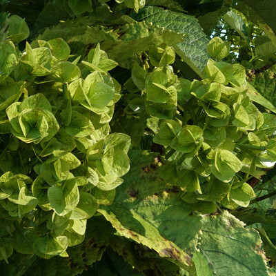 Bigleaf hydrangea, August (Hydrangea macrophylla)