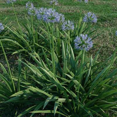 Agapanthus