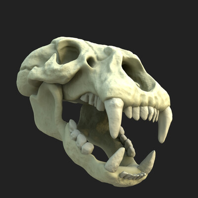 the bear skull