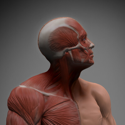 Anatomy Study (Écorché)