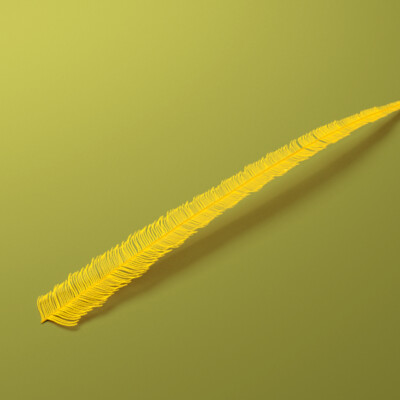 Dinosaur feather