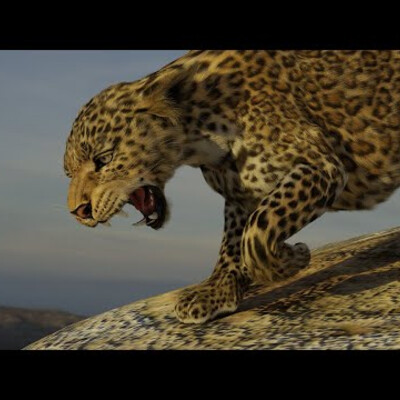 Angry leopard cub