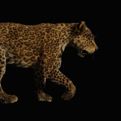 Leopard cub walk cycle