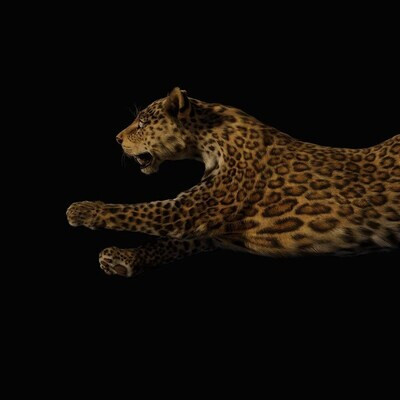 Leopard cub run cycle