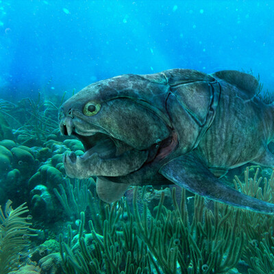 Dunkleosteus terrelli