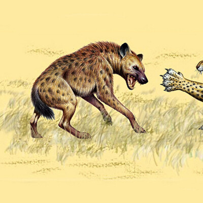 Hyena and leopard