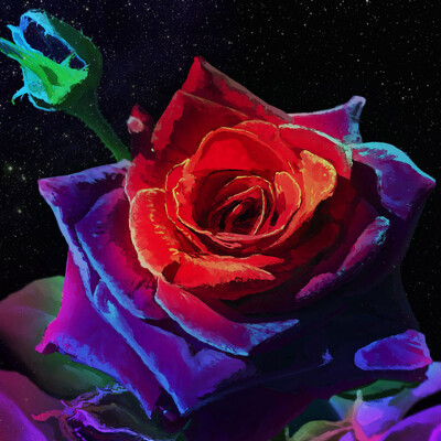 Cosmic rose