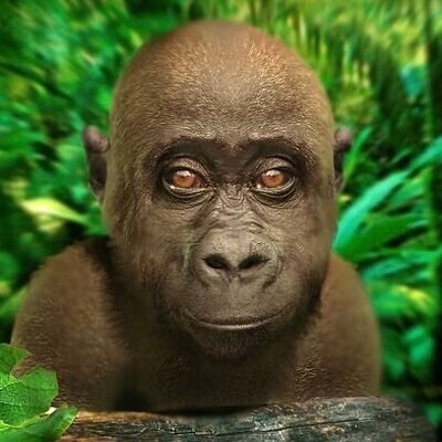 Monkey