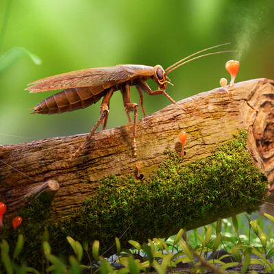 Microworld
