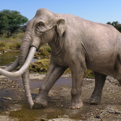 Columbian mammoth