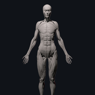 Female ecorche