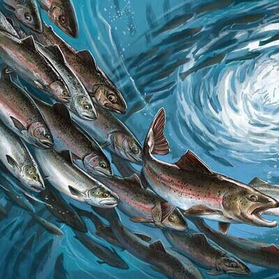 Fish