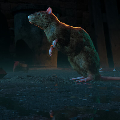 Rat