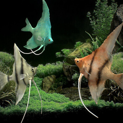 Pterophyllum Scalare