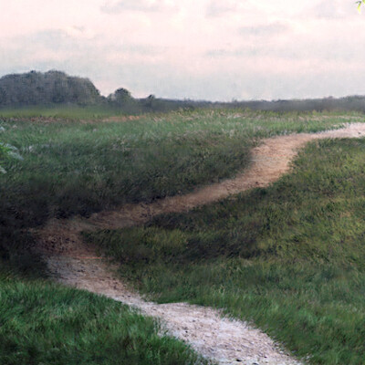 grass in the wind