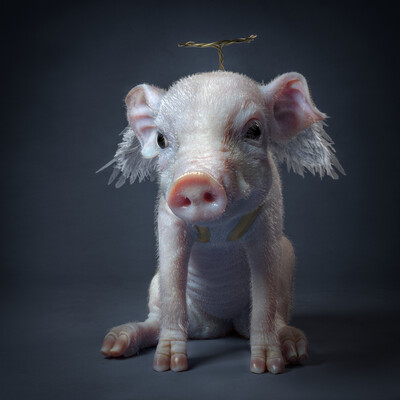 Little Pig
