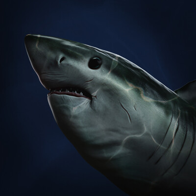 Shark