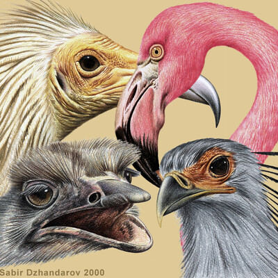 Birds of Africa