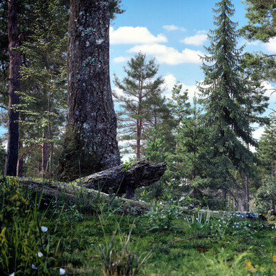 Forest