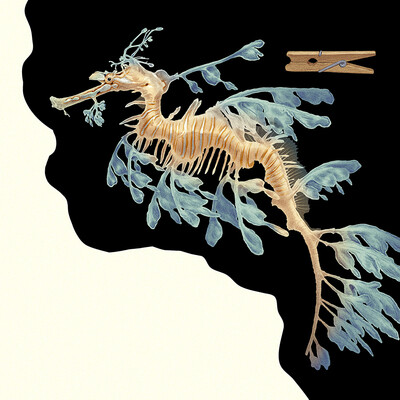 The Ragpicker Seahorse