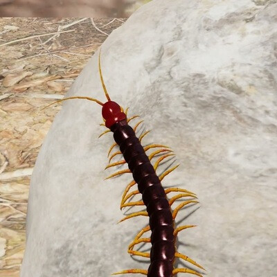 Centipede animation