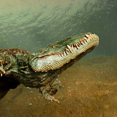 The Lake Trap