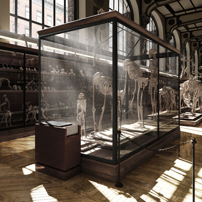 Gallery of Palaeontology. National Museum of Natural History, Paris