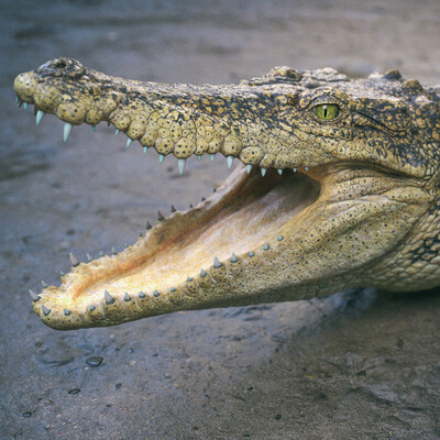 Siamese crocodile. PeartVision
