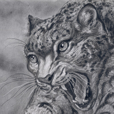 Roaring Snow Leopard