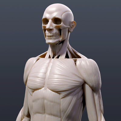 Ecorche