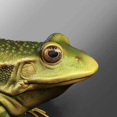 Toad