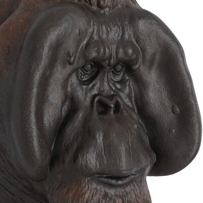 Orangutan
