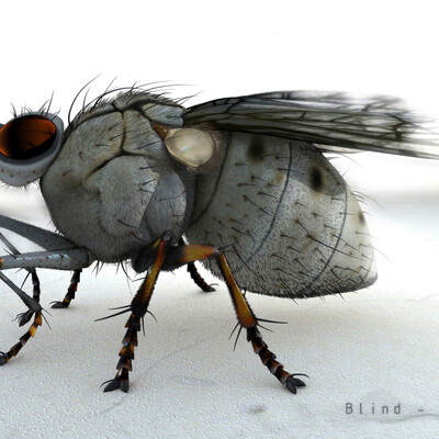 Fly