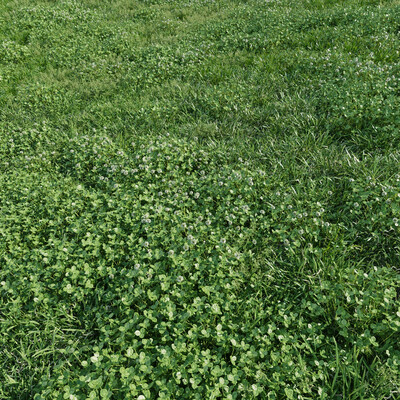 Animated Lawn: Clover & Bluegrass