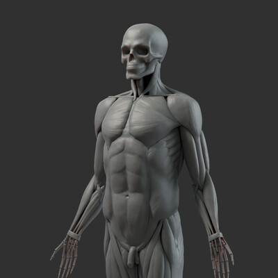 Ecorche